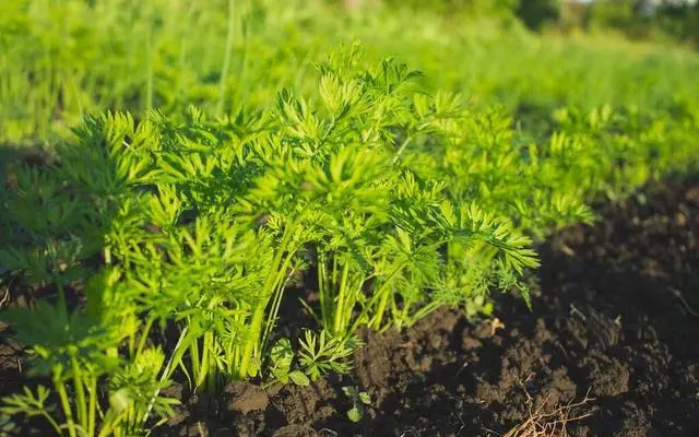 伏蘿卜不好種，得苗難是痛點，用上這三個技巧，可達成一播全苗